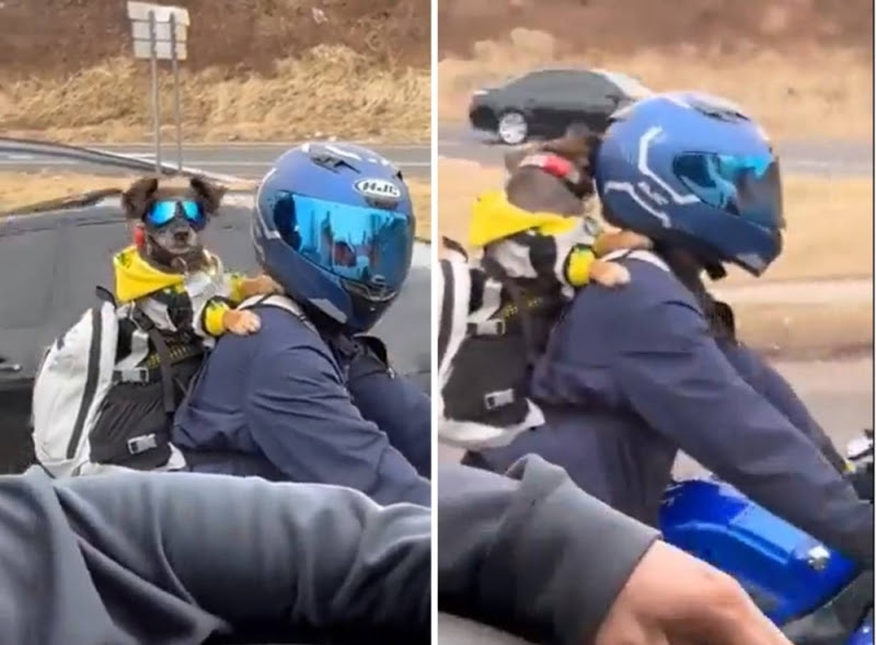 شاهد فيديو طريف لشخص يضع كلبا خلف ظهره أثناء قيادة الدراجة النارية