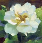 White rose - Posted on Friday, January 30, 2015 by Kathy Weber