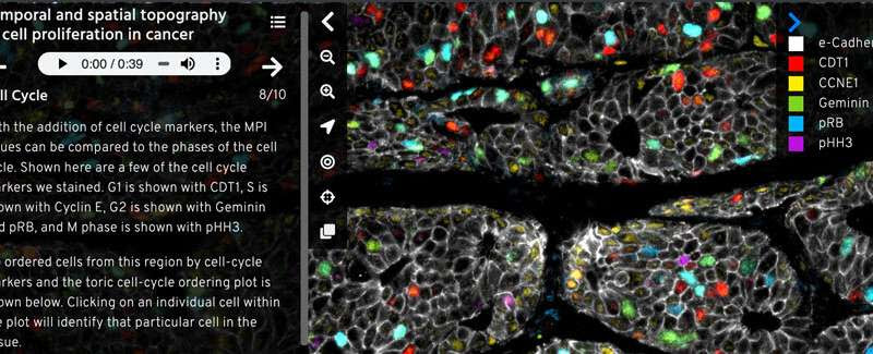 A new tool makes high-resolution imaging data on human tissues easier to understand and use