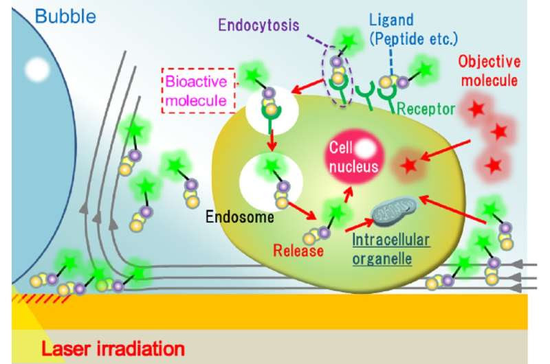 Light-induced acceleration of intracellular delivery