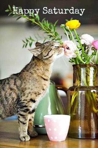 Cat-Saturday-Smell