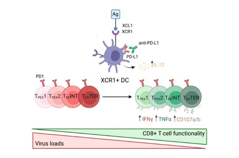 Cell type key to successful immunotherapies for chronic viral infections identified