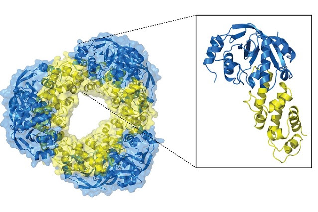 190214_MolecularCell_Wilmanns_toxin-antitoxin-structure.jpg