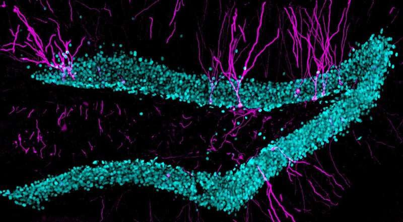 Study shows that adult-born dentate granule cells support the activity of hippocampal cell populations