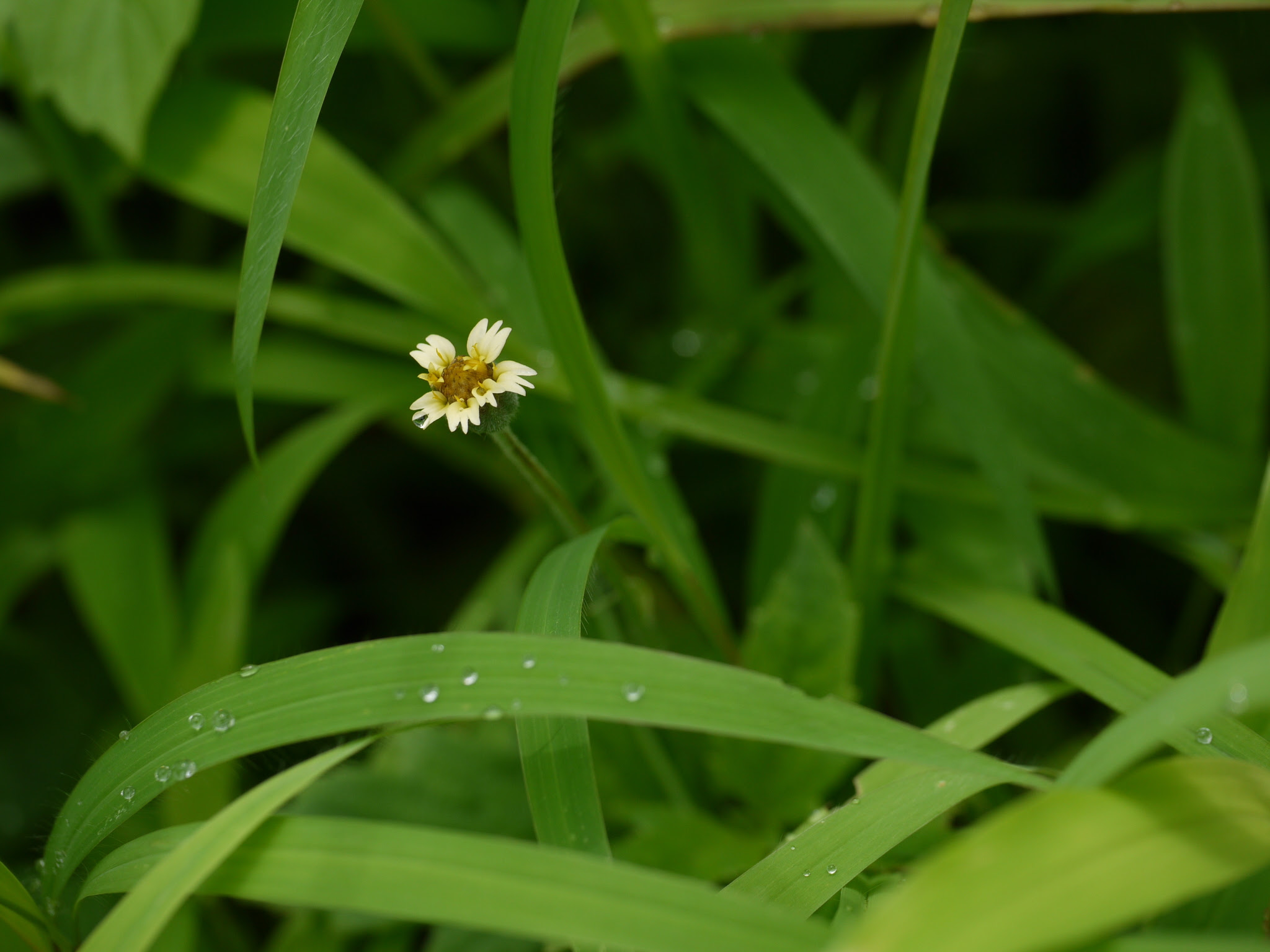 Tridax procumbens L.