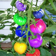 Egrow 100Pcs/Pack Garden Bonsai Rainbow Tomato Seeds