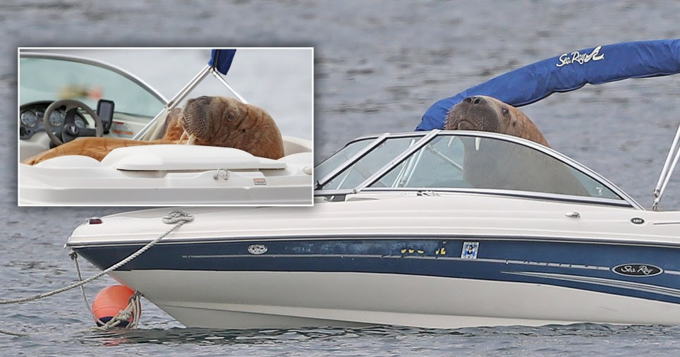 Walrus hijacks and sinks boats off the shores of Britain and Ireland