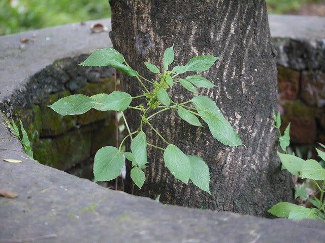 Acalypha ¿ indica ?