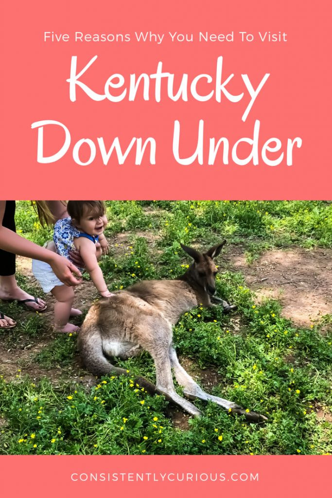 Web “a touch of the australian outback in kentucky” kentucky down under is an interactive educational australian themed animal park & beautifully decorated cave, kentucky caverns. Kentucky Down Under Adventure Zoo Our Honest Review Kentucky travel