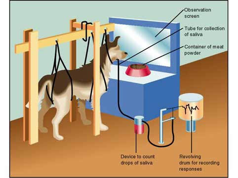 Pavlov’s Dogs and the Lunatic Left Pavlov’s Dogs and the Lunatic Left