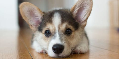 Brown, Wood, Skin, Vertebrate, Dog, Dog breed, Carnivore, Iris, Floor, Jaw,