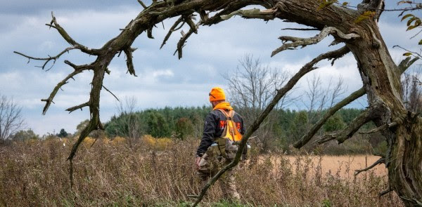 A person wearing a blaze orange hat and backpack is framed by a curling, dead treebranch as they walk through a grassy field.