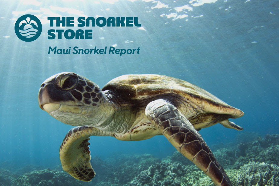 Maui Snorkel Report 