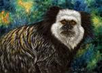 Geoffrey's Marmoset: Amazon Series #5 - Posted on Wednesday, February 25, 2015 by Sandra LaFaut