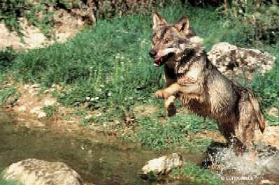 El juicio por la caza
                                            ilegal de un lobo sigue
                                            adelante