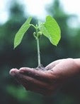 growing plant held in hand