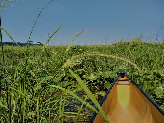Canoe going through wild rice in Wisconsin