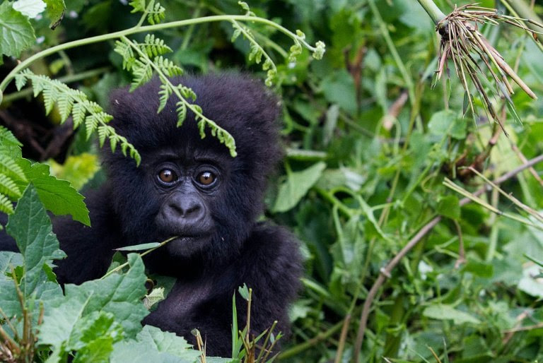 Demand for meat and body parts has driven the gorilla to near extinction