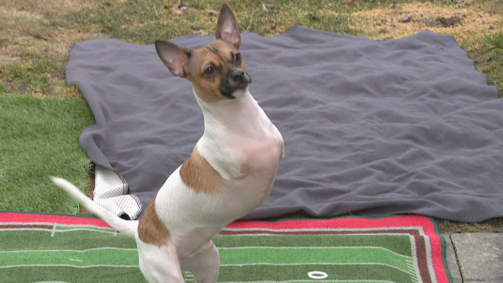  Rhode Island dog born without front legs stars in 'Puppy Bowl'