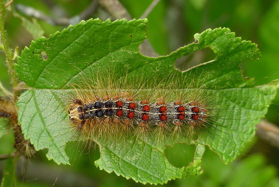 Gypsy moth caterpillar. 