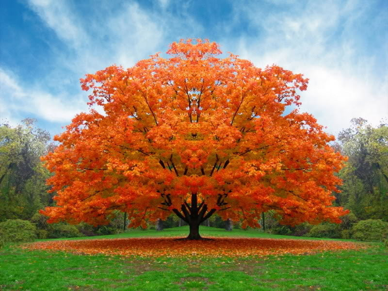 Web over 500 oak tree species belongs to the quercus genus, sharing a family with beech and chestnut in the fagaceae family. Oak Trees Pictures & Facts on the Oak Tree Species