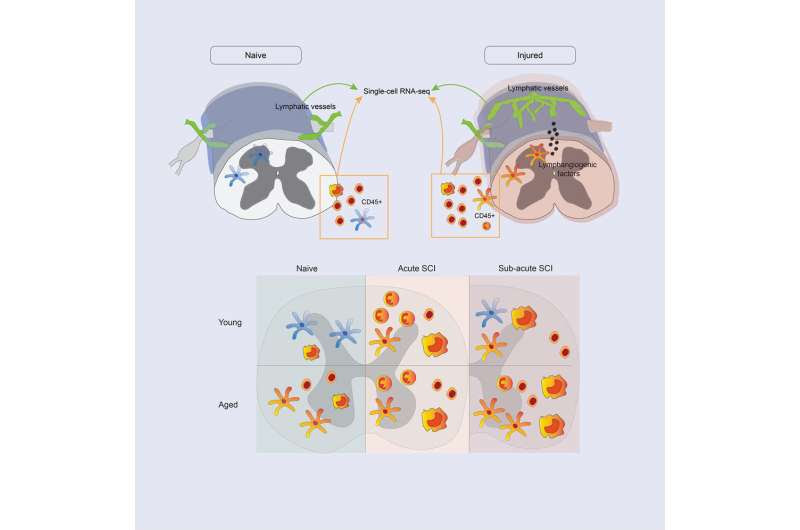 Immune System Discovery Could Lead to Better Spinal Injury Treatments