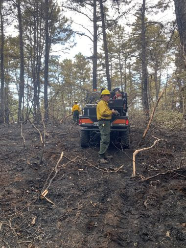 Forest Rangers in the woods where it was recently burned by a fire
