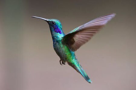 Hummingbird-green-purple-wings