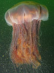 Lion's mane (jellyfish)