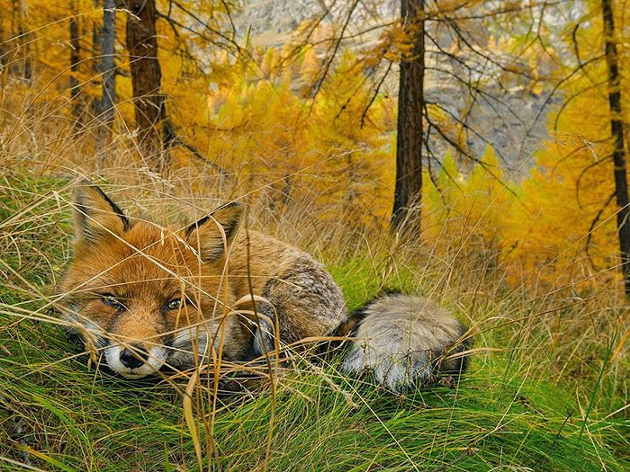 National Geographic 2015