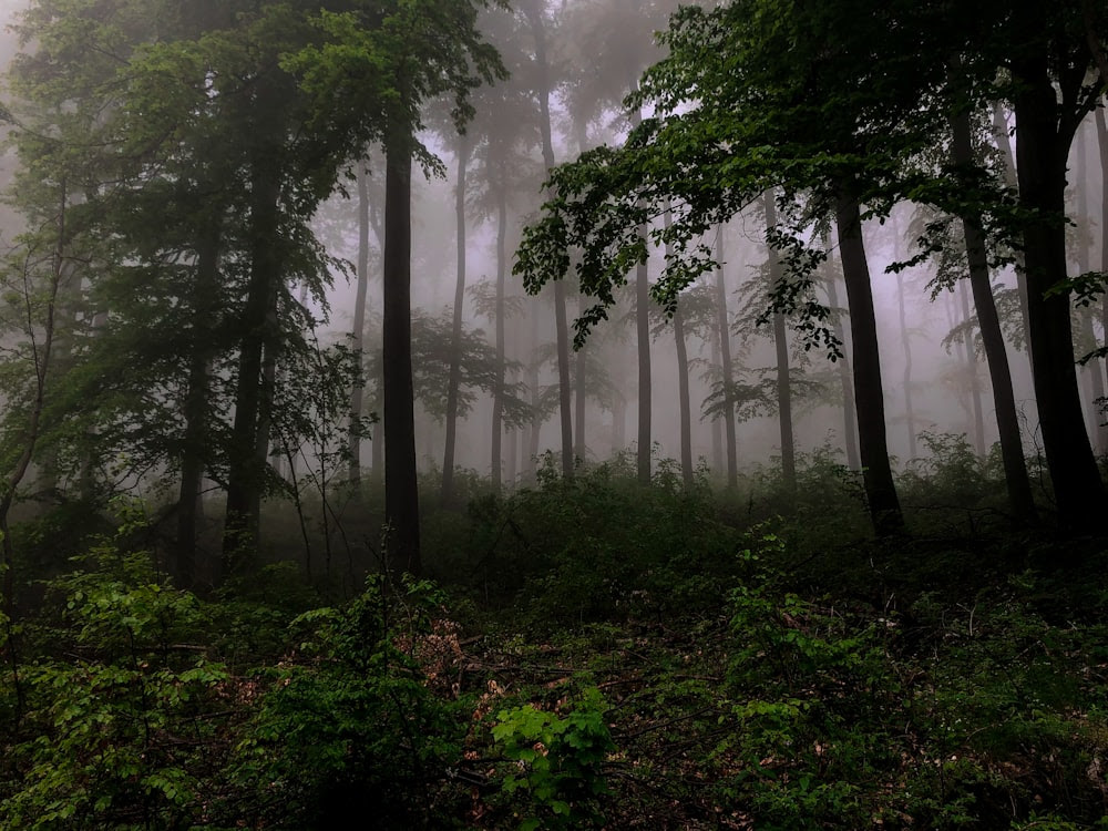 arbres verts sur la forêt pendant le jour brumeux