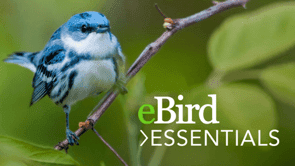 eBird Essentials