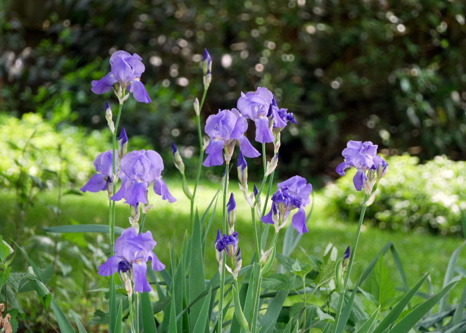 Chrissy-Irises-20230516.jpg