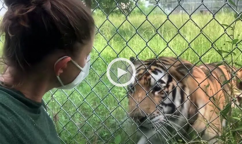 India the tiger and his caretaker with a play button overlay
