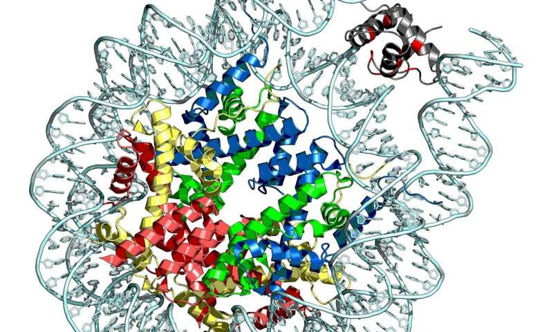 Scientists discover a key genetic driver of lymphomas