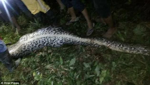 Concerned friends and relatives found the giant python sprawled out in Akbar's own back garden the next evening - and feared he had been suffocated and swallowed