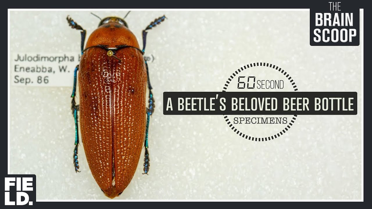 A Beetle’s Beloved Beer Bottle [60 Second Specimens]