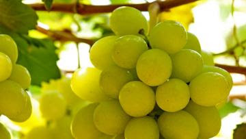 Ecosac apostará por uva blanca para fortalecer envíos a Asia