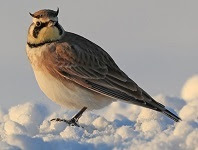 Horned lark