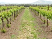 Organic vineyard in the Golan Heights