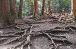 Photo of roots