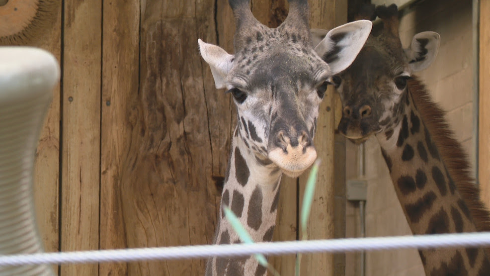  A giraffe named Providence makes Roger Williams Park Zoo her new home