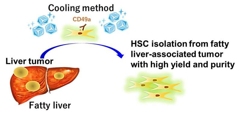 Cold method for clearer fatty liver observation found