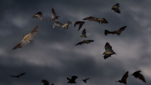 Morcegos, 2014