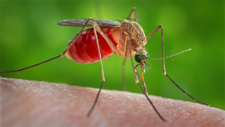 The figure shows an enlarged view of a female Culex quinquefasciatus mosquito, known for spreading West Nile virus.