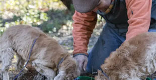 3 idées de séjours truffes en Vaucluse