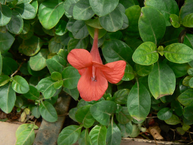 Barleria repens