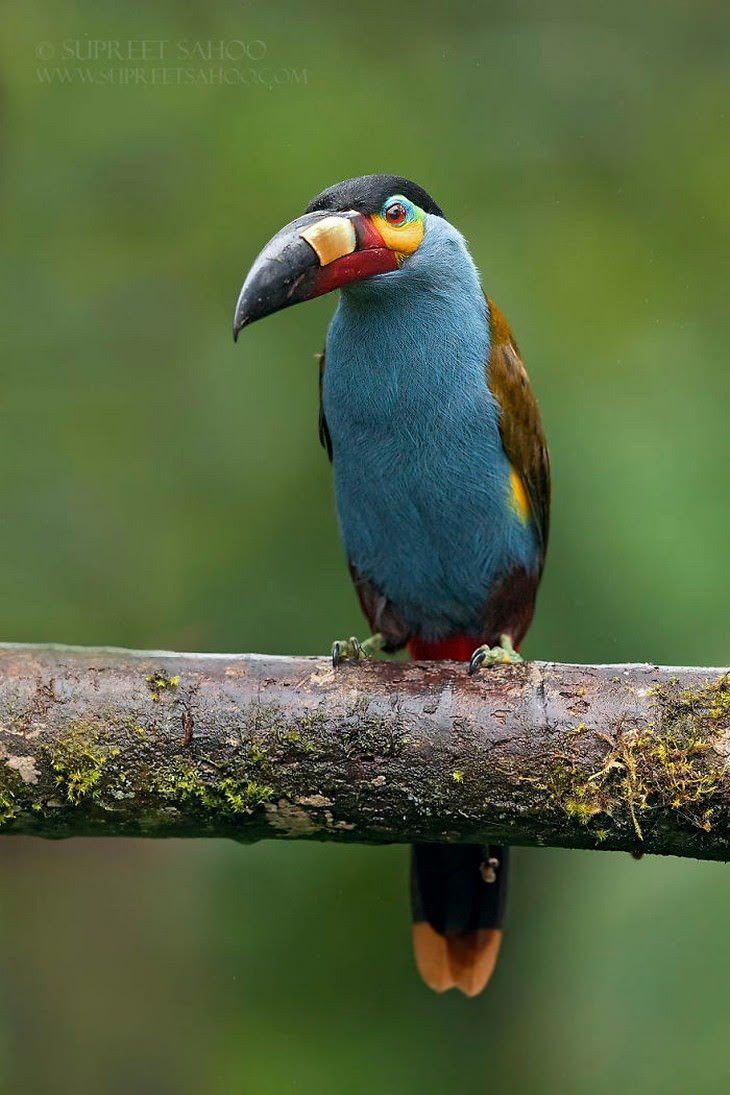 16. Plate-Billed Mountain Toucan
