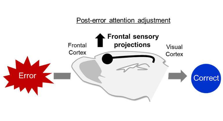 Neural pathway critical to correcting behavioral errors related to psych disorders found