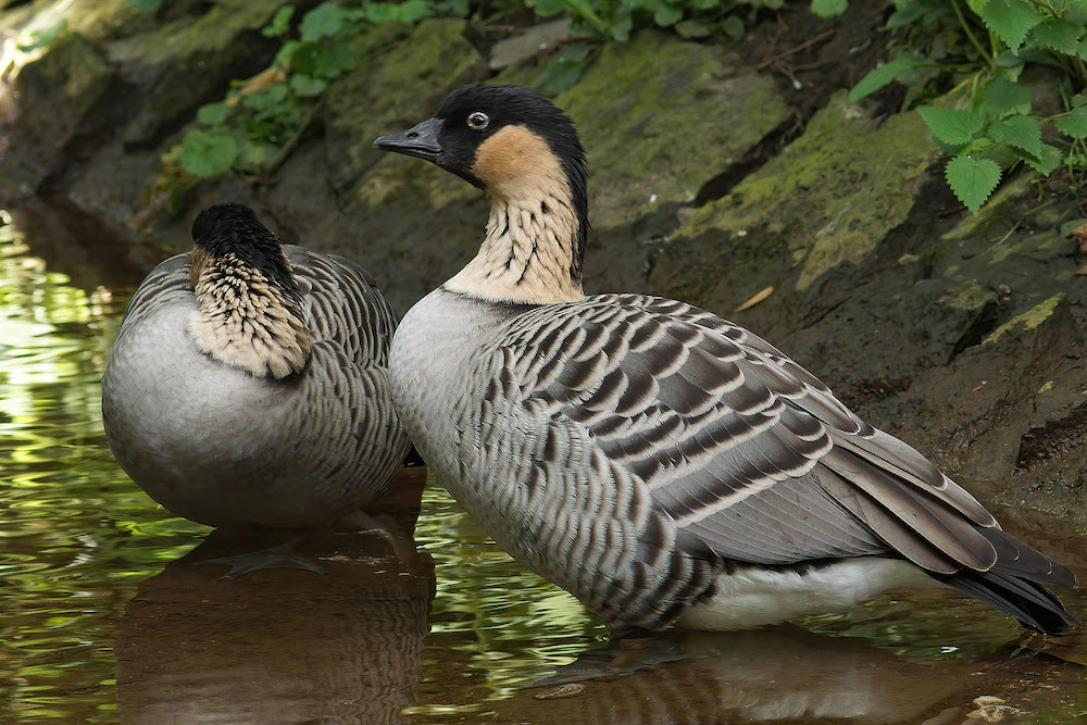 hawaiian flying geese